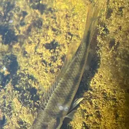 Banded Jewel Cichlid, photo 3