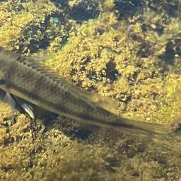 Banded Jewel Cichlid, photo 4