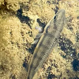 Banded Jewel Cichlid, photo 5