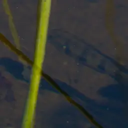 Banded Jewel Cichlid, photo 6