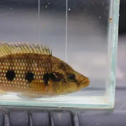 Banded Jewel Cichlid, photo 7