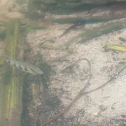 Banded Jewel Cichlid, photo 8