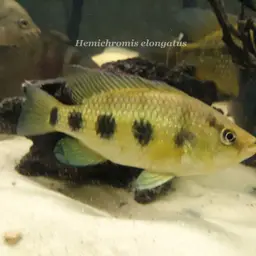 Banded Jewel Cichlid, photo 9
