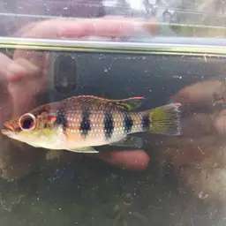 Banded Jewel Cichlid, photo 10