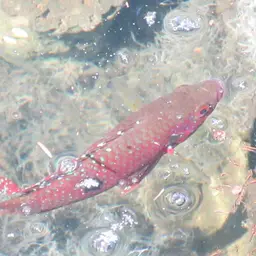 African jewelfish, photo 2