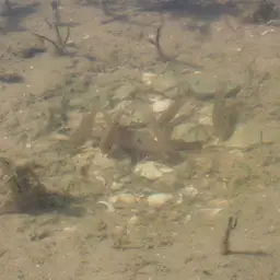 African jewelfish, photo 3