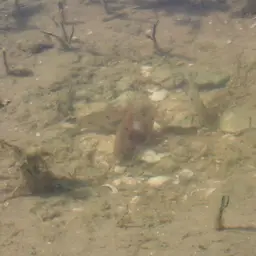 African jewelfish, photo 4