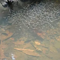 African jewelfish, photo 8