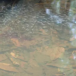 African jewelfish, photo 9