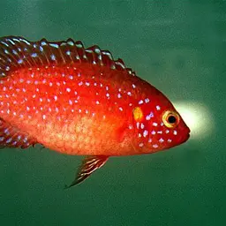 Lifalili Cichlid, photo 1