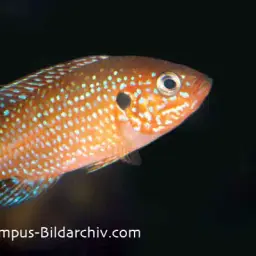 Lifalili Cichlid, photo 2