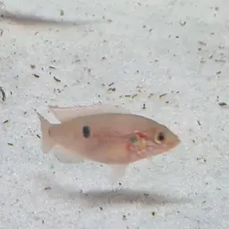 Lifalili Cichlid, photo 3