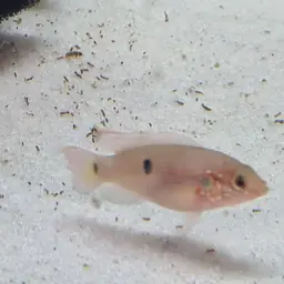 Lifalili Cichlid, photo 4
