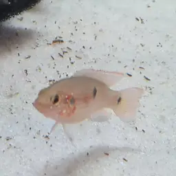 Lifalili Cichlid, photo 5