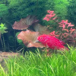 Lifalili Cichlid, photo 6