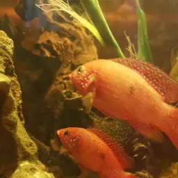 Lifalili Cichlid, photo 7