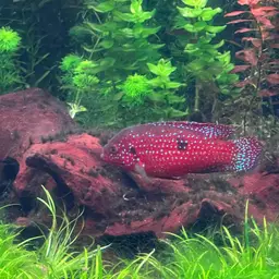 Lifalili Cichlid, photo 8