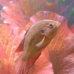 Lifalili Cichlid, photo 9