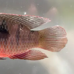 Lifalili Cichlid, photo 10