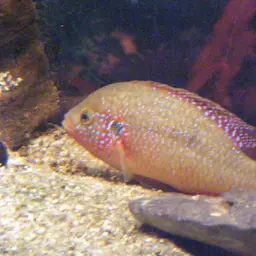 Lifalili Cichlid, photo 11