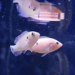 Lifalili Cichlid, photo 12