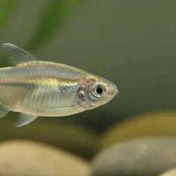 Orinoco Tetra