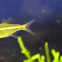 Dash-dot Tetra, photo 1