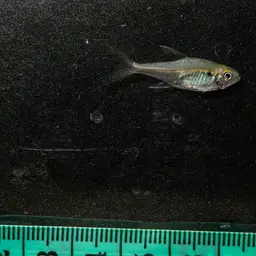 Dash-dot Tetra, photo 3