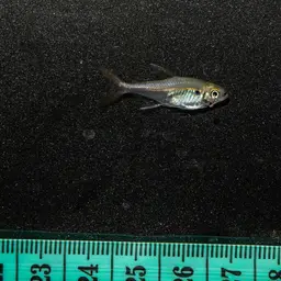 Dash-dot Tetra, photo 4