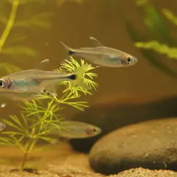 Dash-dot Tetra, photo 5