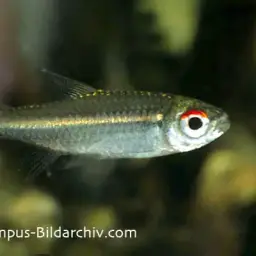 Dash-dot Tetra, photo 2