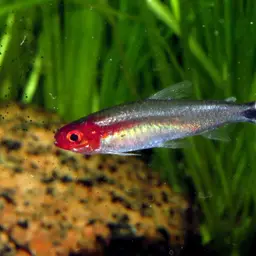 Rummy Nose Tetra