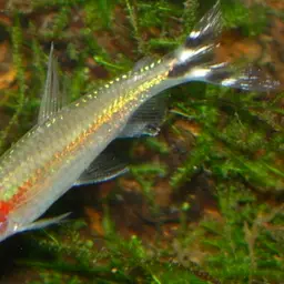 Rummy Nose Tetra, photo 11