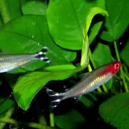 Rummy Nose Tetra, photo 3