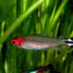 Rummy Nose Tetra, photo 4