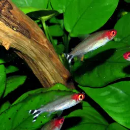 Rummy Nose Tetra, photo 6