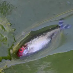 Rummy Nose Tetra, photo 7