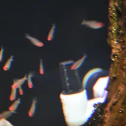 Rummy Nose Tetra, photo 8