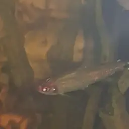 Rummy Nose Tetra, photo 9