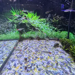 Rummy Nose Tetra, photo 10