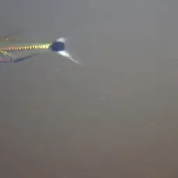 Boesemani Tetra, photo 2