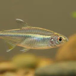 Boesemani Tetra