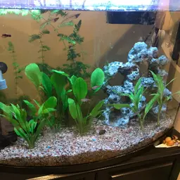 Glowlight Tetra