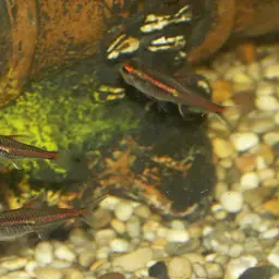 Glowlight Tetra, photo 2