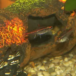 Glowlight Tetra, photo 3