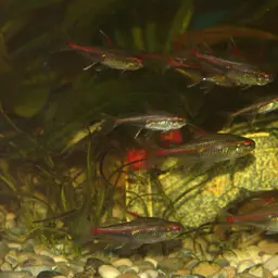 Glowlight Tetra, photo 4