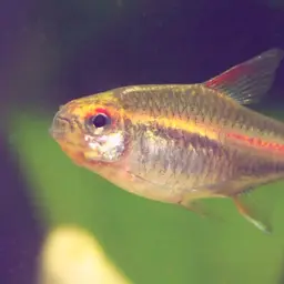 Glowlight Tetra, photo 5