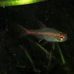 Glowlight Tetra, photo 6