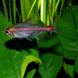 Glowlight Tetra, photo 7