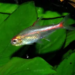 Glowlight Tetra, photo 8